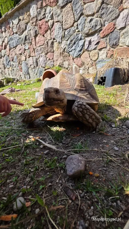 Podlaska Toskania – park zwierząt i rozrywki | Mini Zoo
